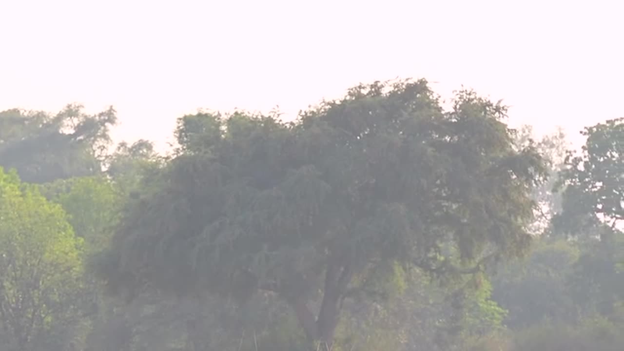 Wildlife and Funs
