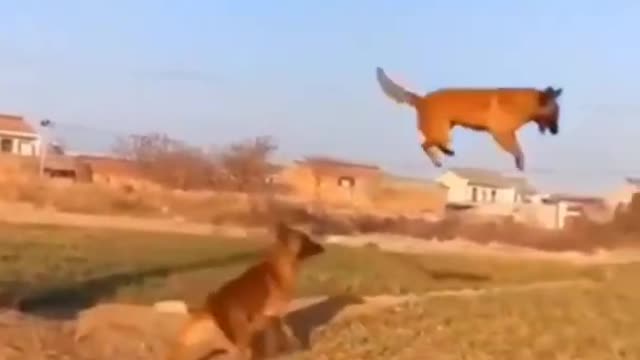 Jumping and playing dogs