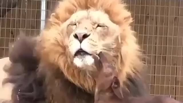 C'est un chien qui embrasse un lion?