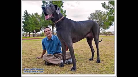 اضخم واقوى الكلاب في العالم The biggest dog in the world