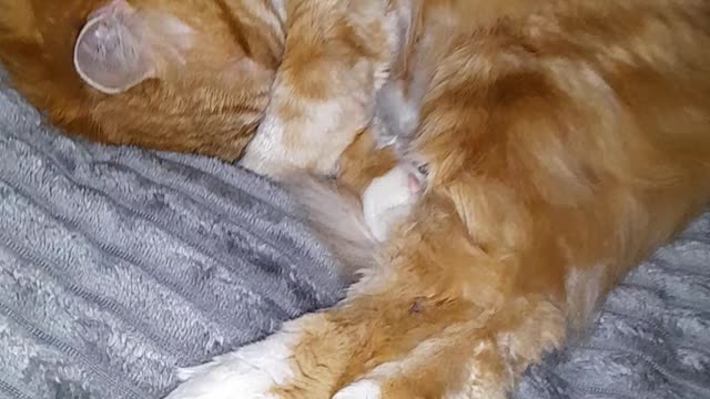 cat dog from a shelter