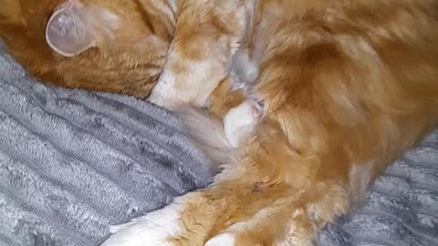 cat dog from a shelter