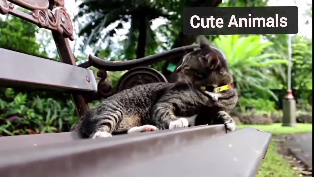 Best Funny Animal Videos 2024 - Funniest Cats And Dogs Video