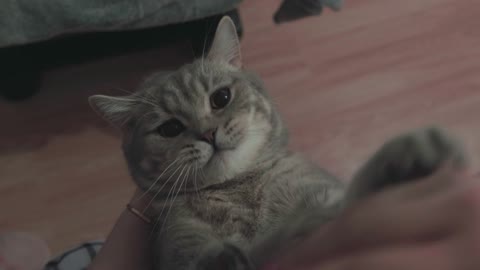 cat playing, craftsman and buddy
