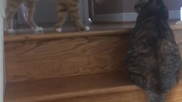 Orange cat playing with cat on staircase