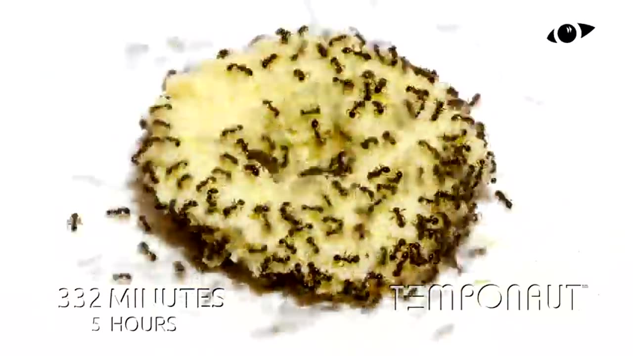 Ants vs Christmas Cookie Timelapse