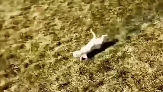 Funny moments for pets, happy hour for dogs, so funny