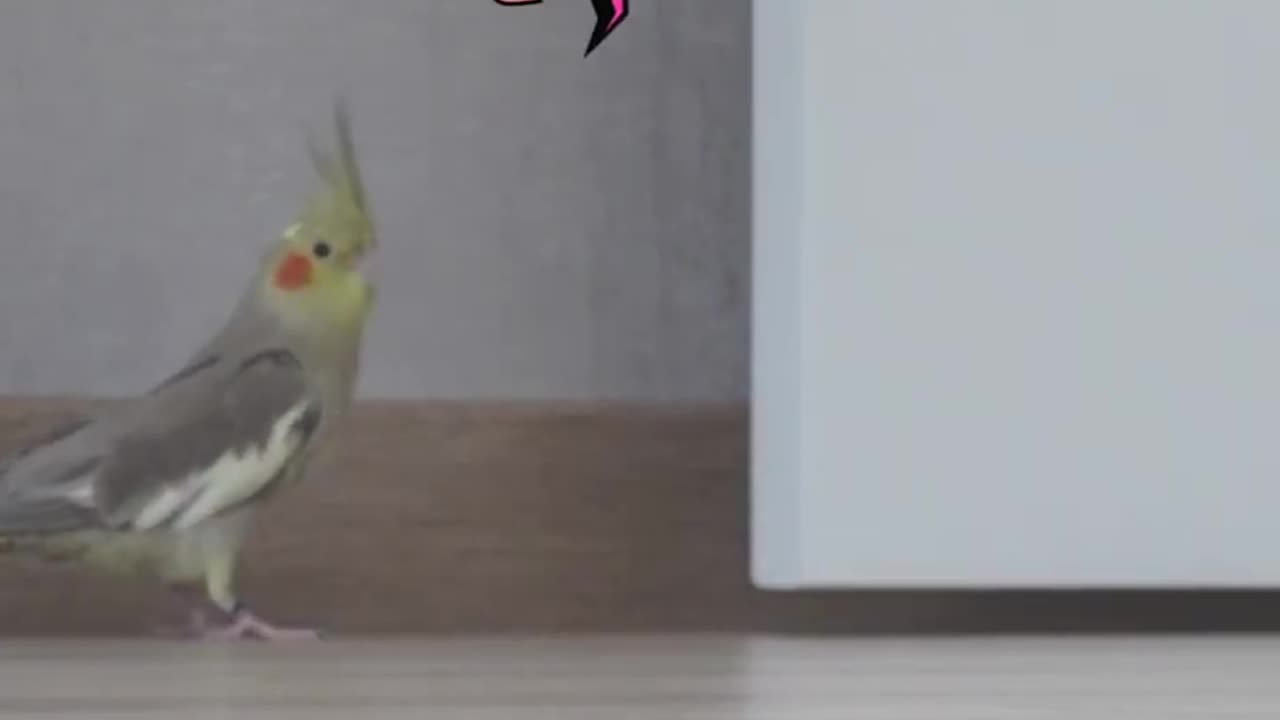 Cockatiel | Funny parrot | Funny birds | funny animals