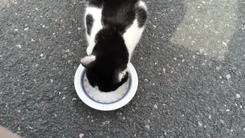 A white cat in a black watched by Yopekel