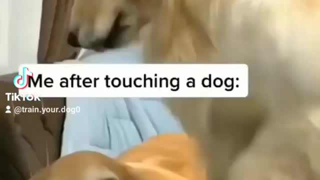 Me after touching a dog