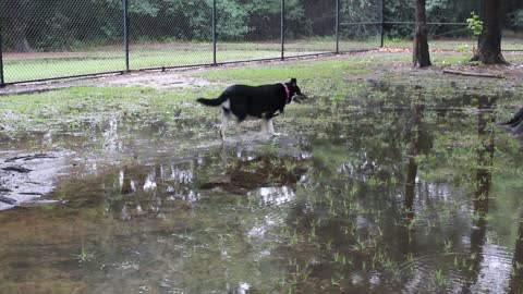 Squirrel won't come down and play with Layla! Must be the rain!