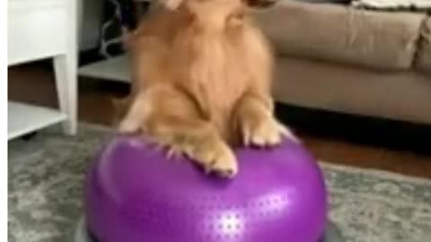 Training Golden Retriever In Easy Terms