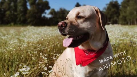 Cute Labrador Retriever