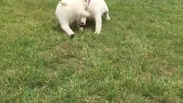 Collab copyright protection - two biege labrador pups fall over