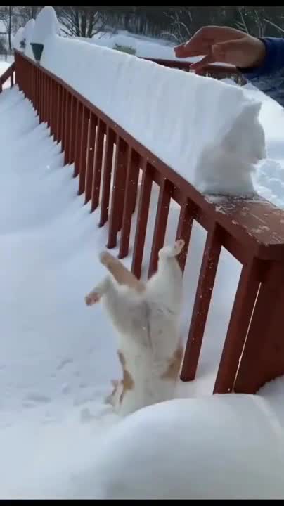 The snow trap