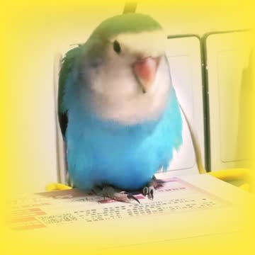 My love birds. 4 : BLUE ROSICOLI