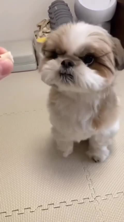 Little puppy eating food funny moments🐶