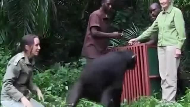 chimpanzee goes free grateful moment