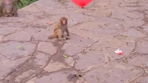 monkey Playing Balloon