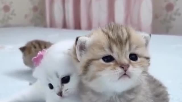 Adorable cute kitten mate Compilation Funny Video 2021 😍😂🤣