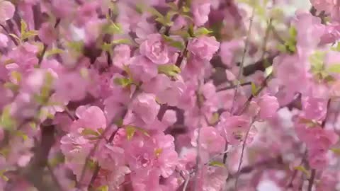 مقطع من الطبيعة