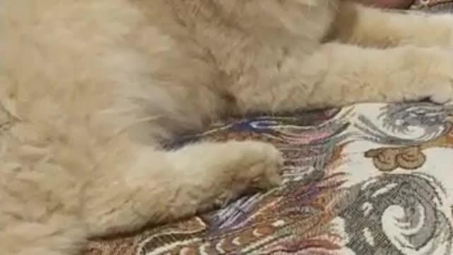 Cute cat funny cat videos