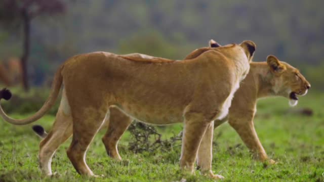 Two beautiful Lionesses