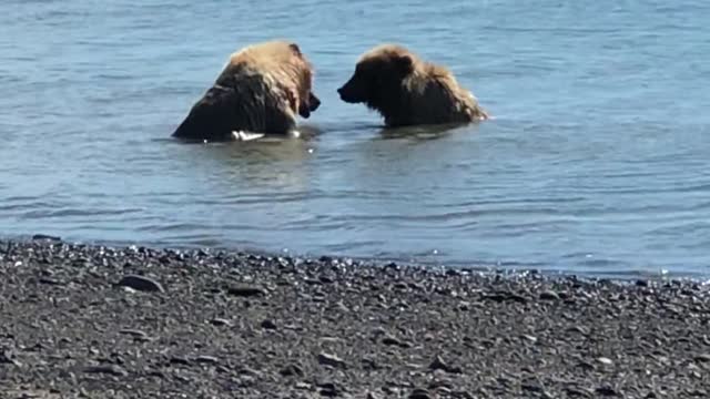 two-bears-at-lake-clark-national-park-alaska