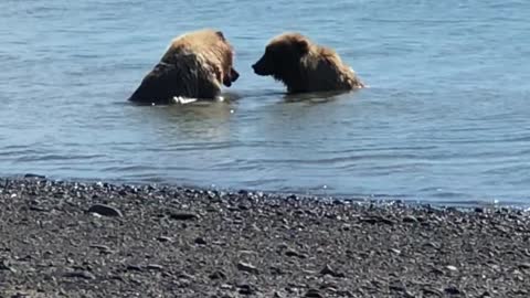 two-bears-at-lake-clark-national-park-alaska