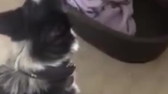 Black white dog howls while music is playing in the background