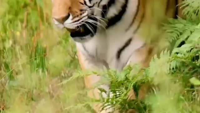 Tigers and tigers give birth to prestige good luck