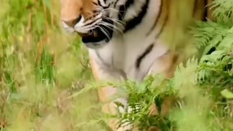 Tigers and tigers give birth to prestige good luck