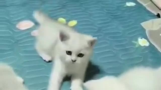 Kitten playing in bed