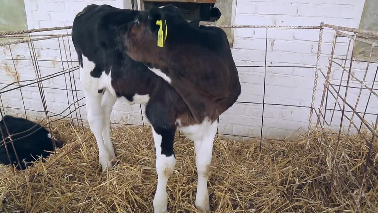 Black calf cow on dairy farm. Cows breeding at modern farm