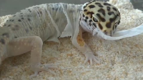 Little Lizard Shedding