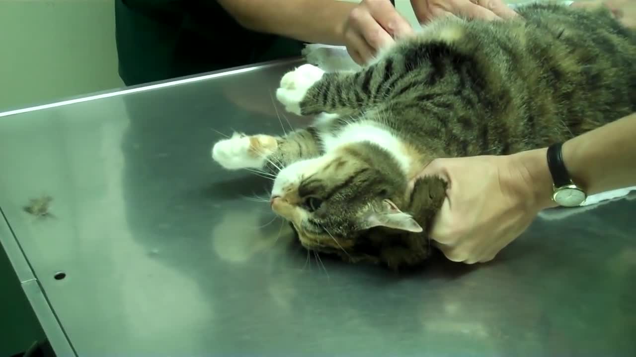 (Cat gets very angry during a vet visi freaks out and urinates on the examination table)