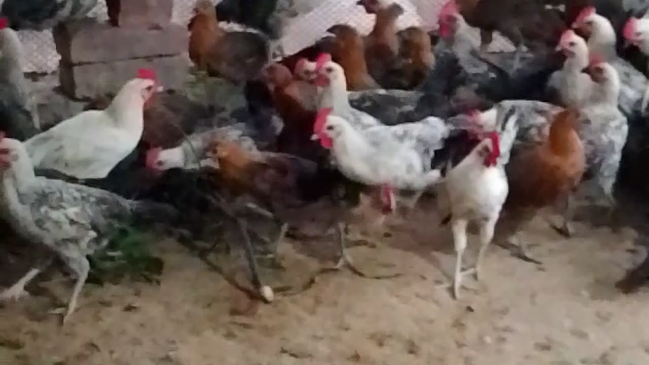 Hen