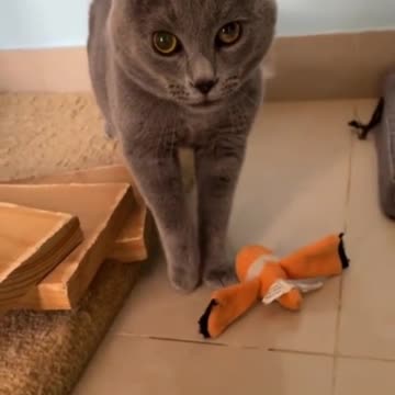 The cat is singing in its throat little cat