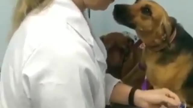 Dog Falls In Love With Vet