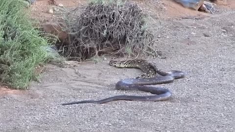 Incredible close-up view at Cobra and Puff Adder snake