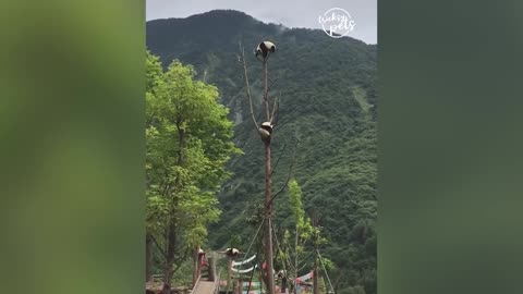 Aww 💗 Funny And Cute Panda Compilation
