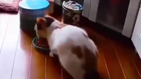 Cat fear during saw others cat