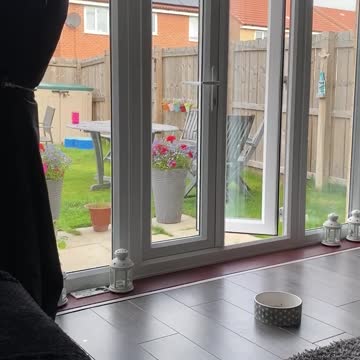 Dog does zoomies around the garden