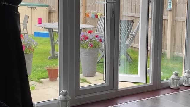 Dog does zoomies around the garden