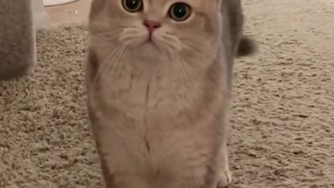 Cat video Playing Beautifull cat video Playing Beautifull cat