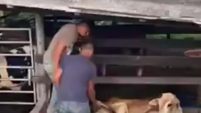 video funny 😂 try help this cow 🐮