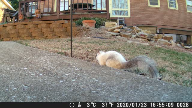 White squirrel close up