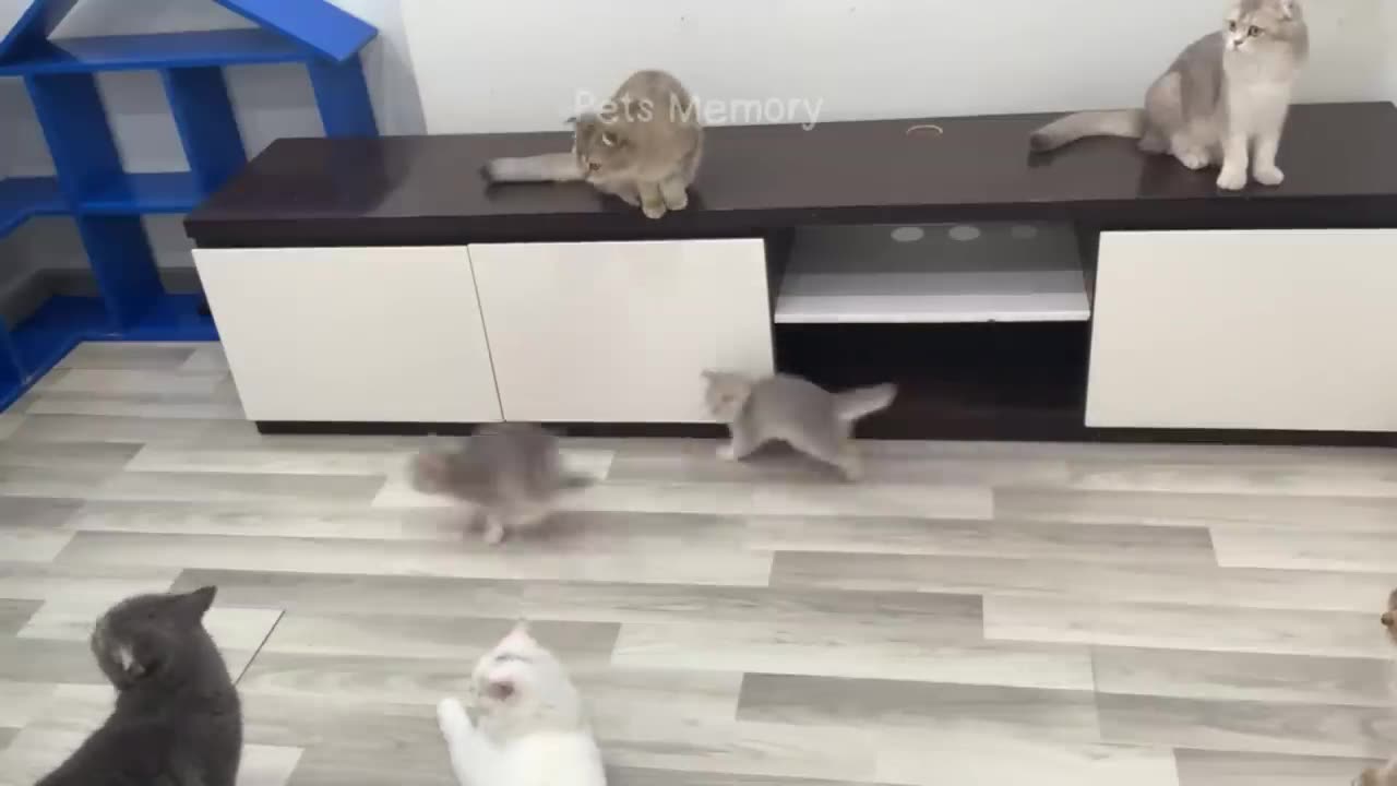 Funniest Animals 2023 ๐ New Funny Cats and Dogs ๐ป๐ถ Part 18
