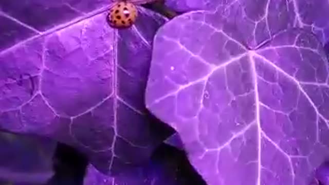 ladybug finds a new home in a Hedera vine