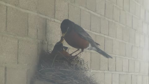 Daddy robin feeding momma Robin